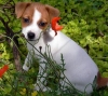 HOME-TRAINED-MALE-AND-FEMALE-JACK-RUSSELL-TERRIER-PUPPIES-FOR-HOME-ADOPTION